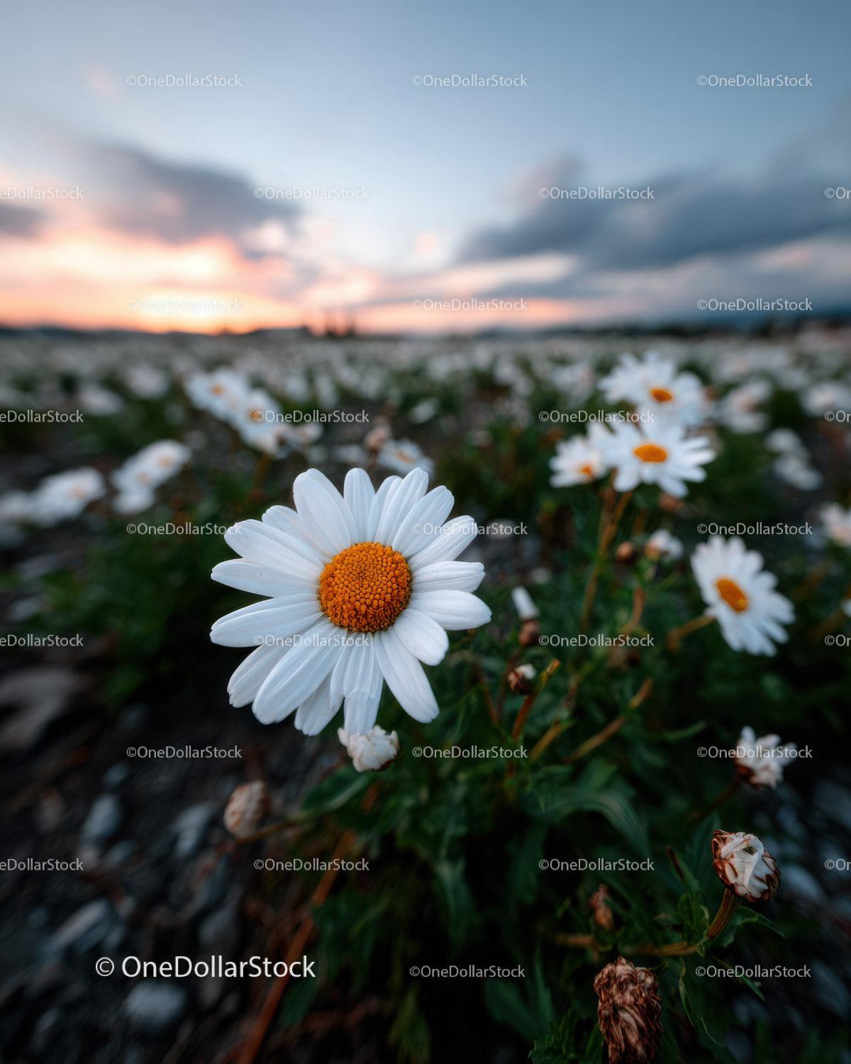 Wild Daisies Blooming in Meadow at Sunset Sky Stock Photo Bundle preview 25