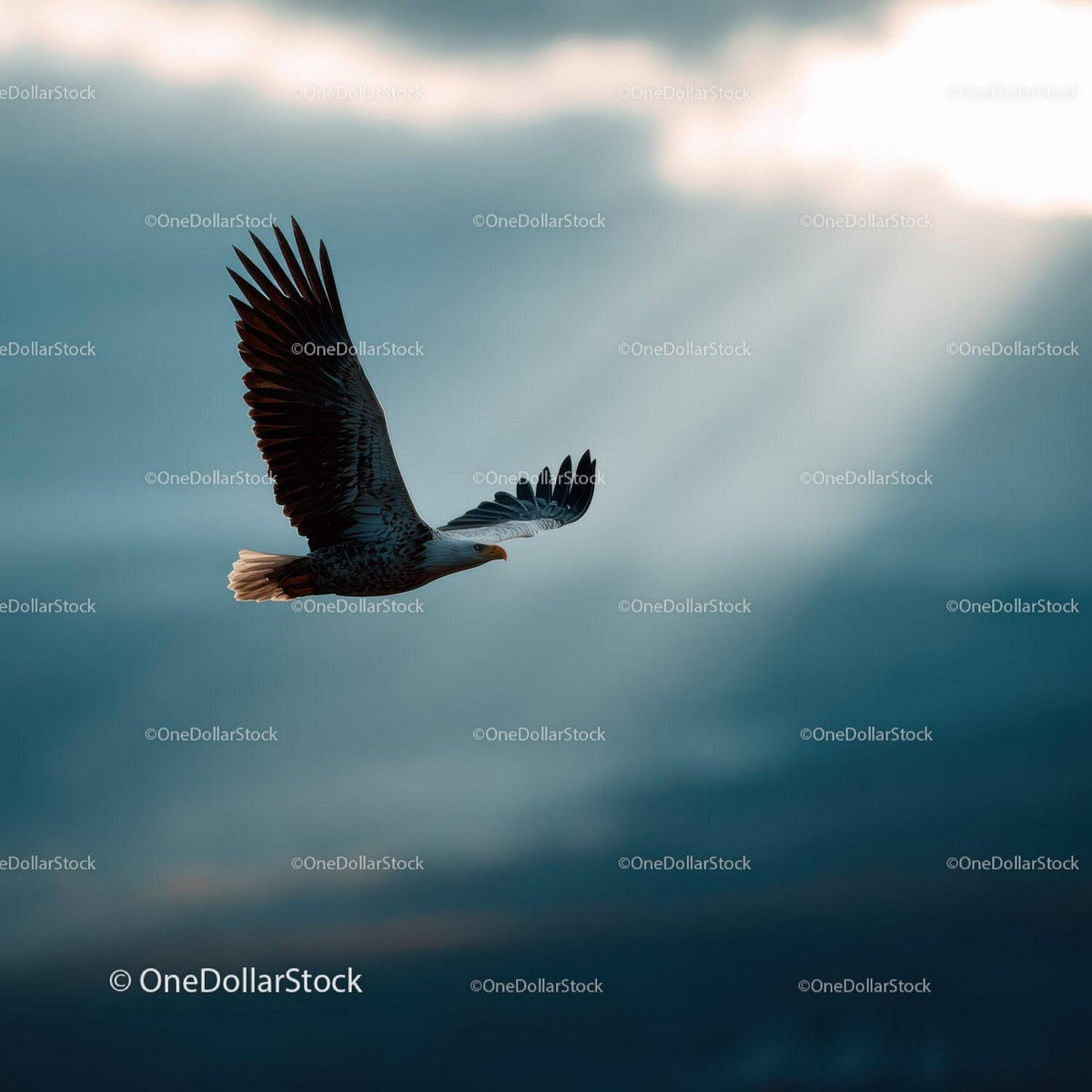 Majestic Bald Eagle in Flight Against Cloudy Sky