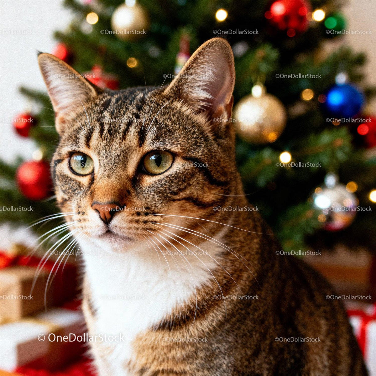 Tabby cat sitting in front of decorated Christmas tree