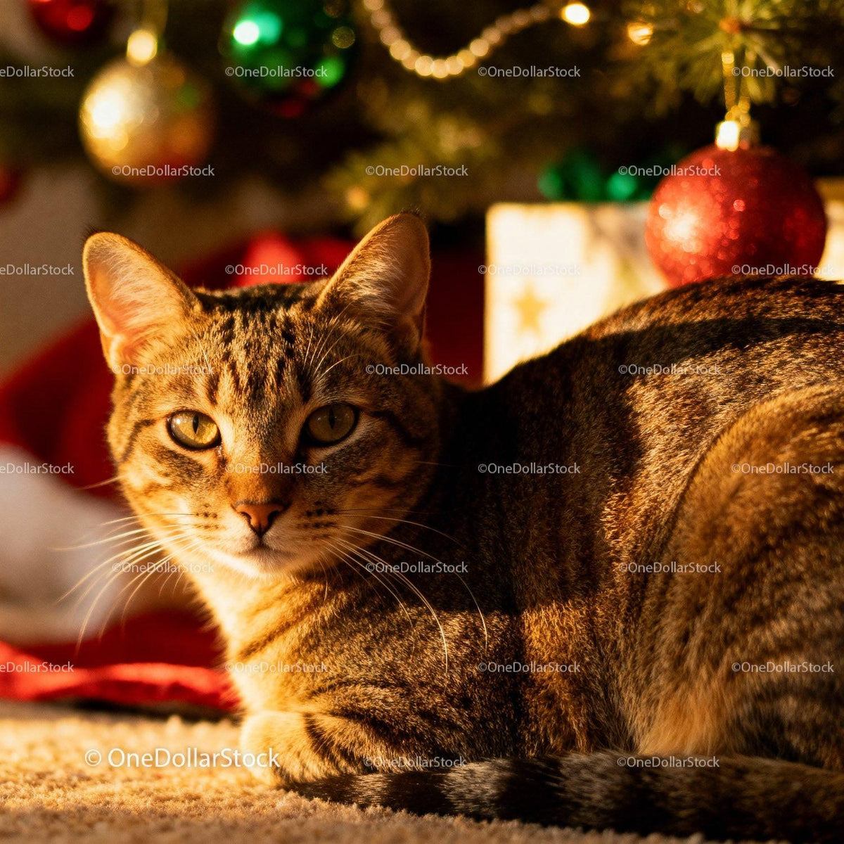 Tabby cat relaxing near decorated Christmas tree