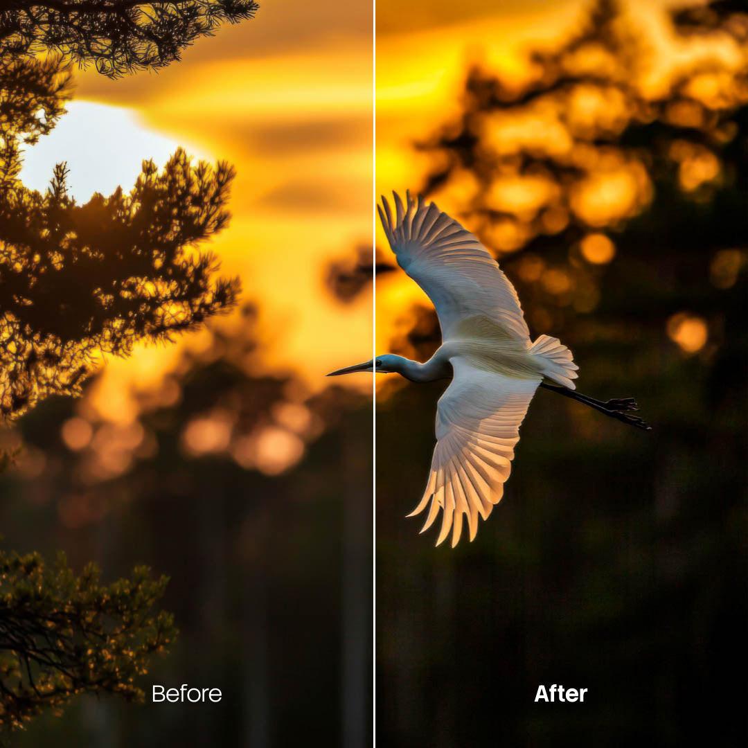 animal photography edit with Wildlife Lightroom presets