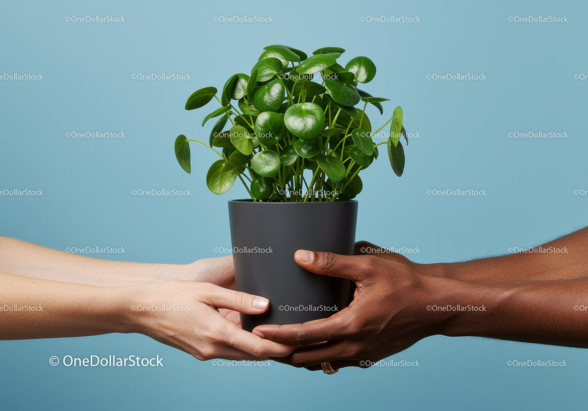 Hands exchanging potted green plant on blue background