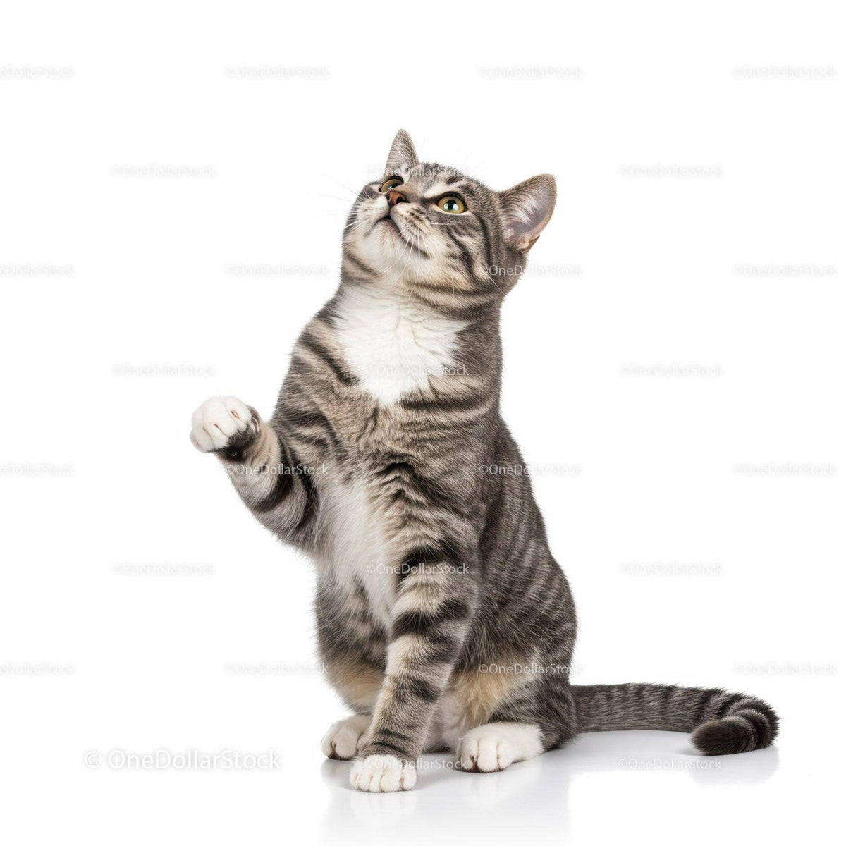 Playful tabby cat raising paw on white background