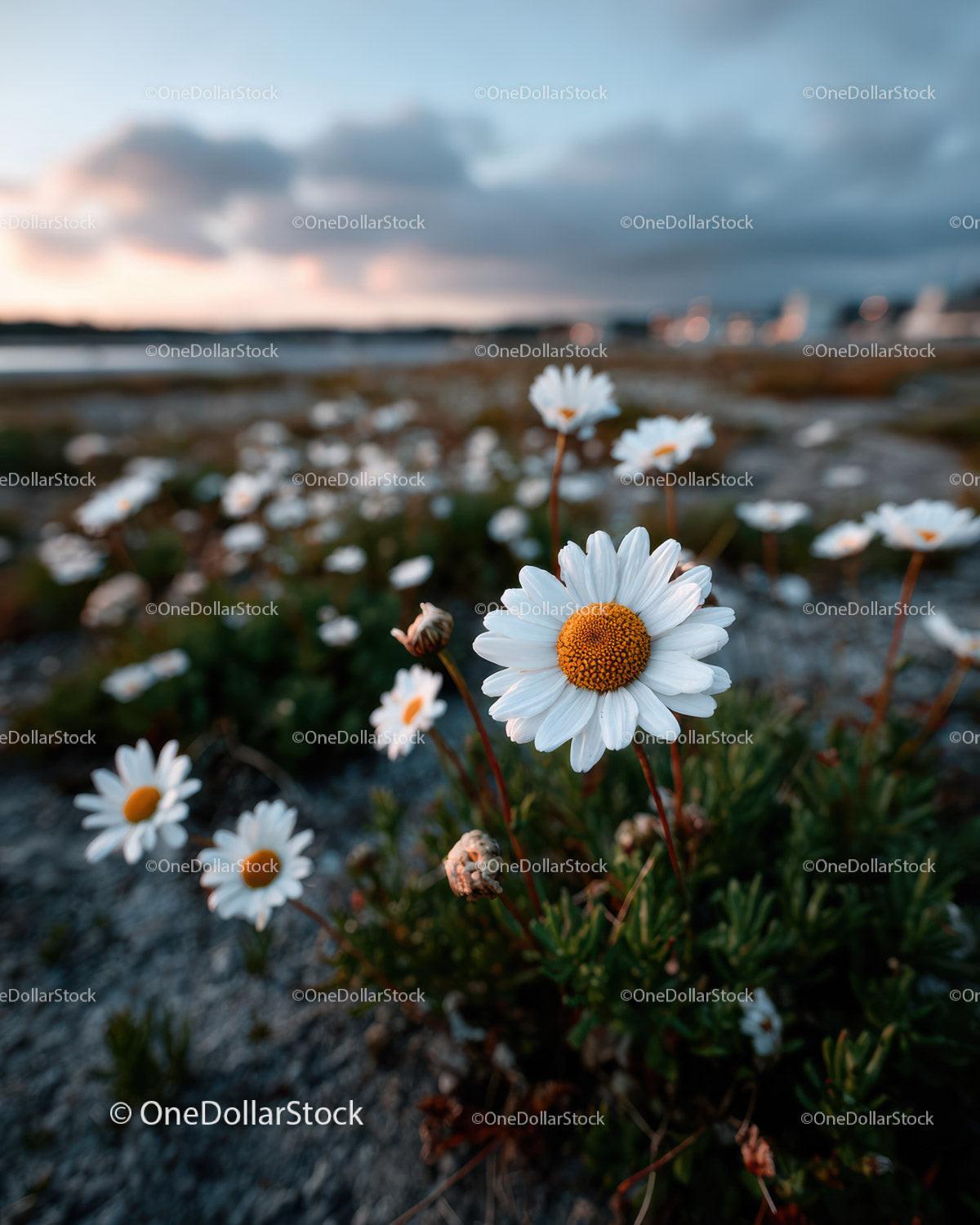 Wild Daisies Blooming in Meadow at Sunset Sky Stock Photo Bundle preview 21