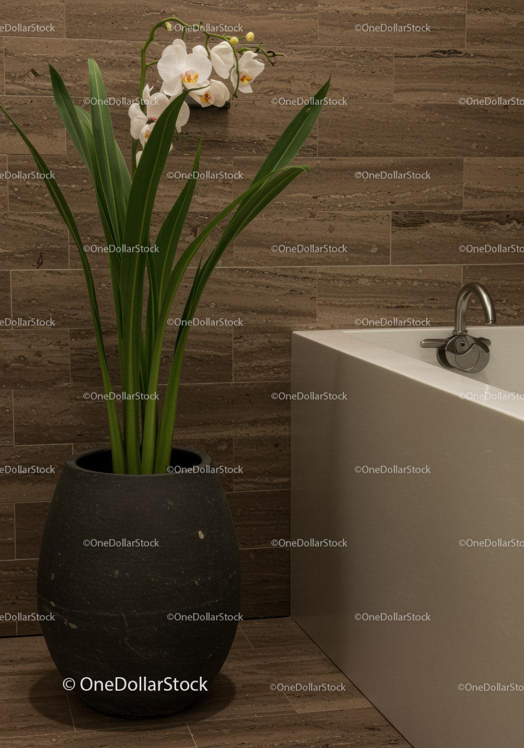 White Orchid in Black Pot in Modern Bathroom Interior