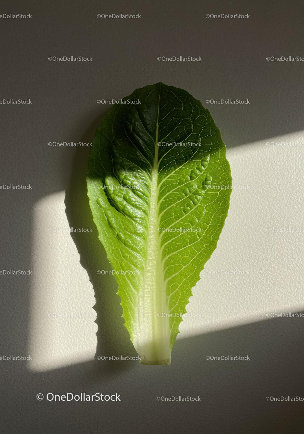 Fresh green romaine lettuce leaf with natural sunlight