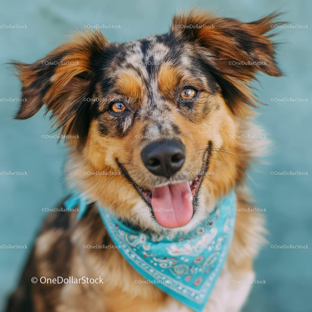 Happy Australian Shepherd Puppy with Blue Bandana Close-Up Portrait