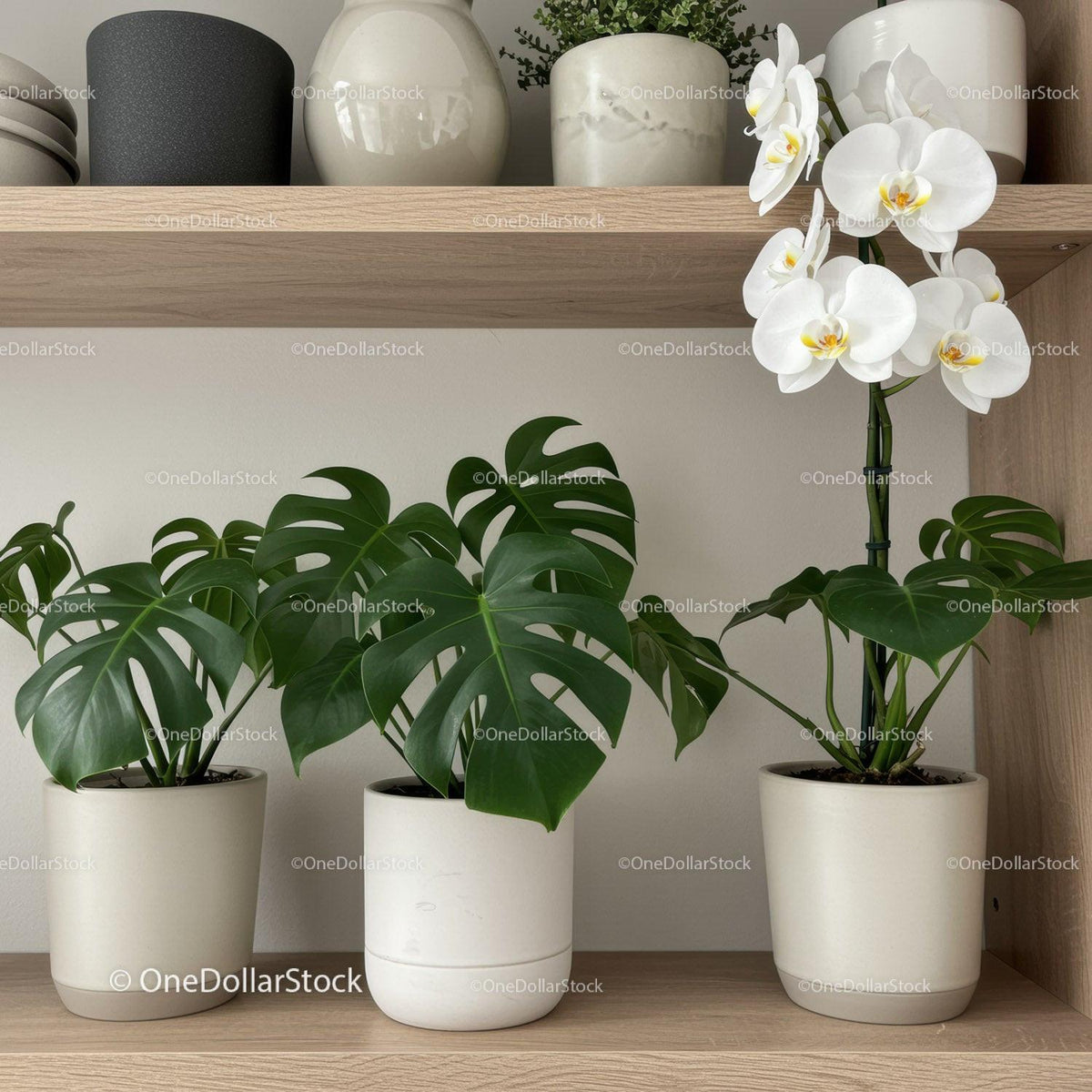 Beautiful Indoor Monstera and White Orchid in Modern House Plant Arrangement