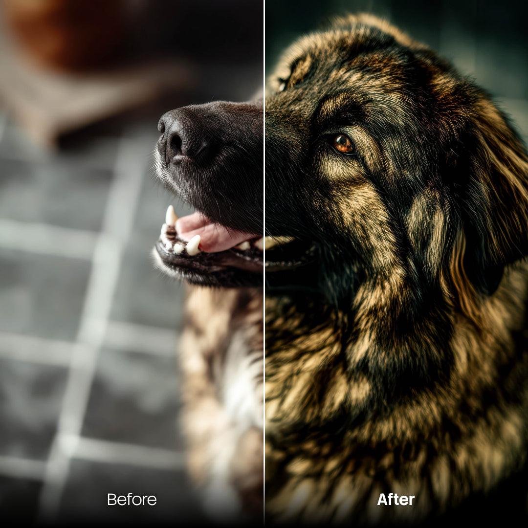 Before and after Sweet Pets Lightroom preset edit