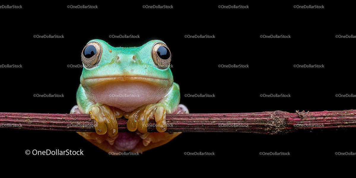 Close-up of a Green Frog on a Branch in Natural Habitat