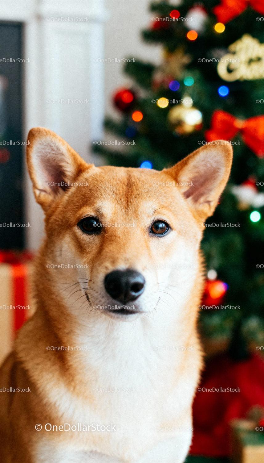 Shiba Inu Dog Portrait with Festive Christmas Tree