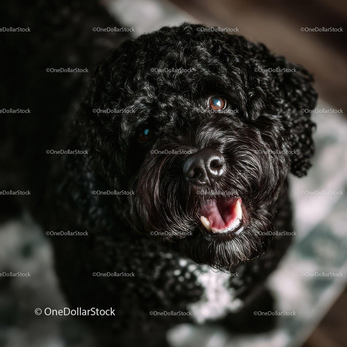 Close-up of a Happy Black curly-haired Dog with Bright Eyes and Open Mouth