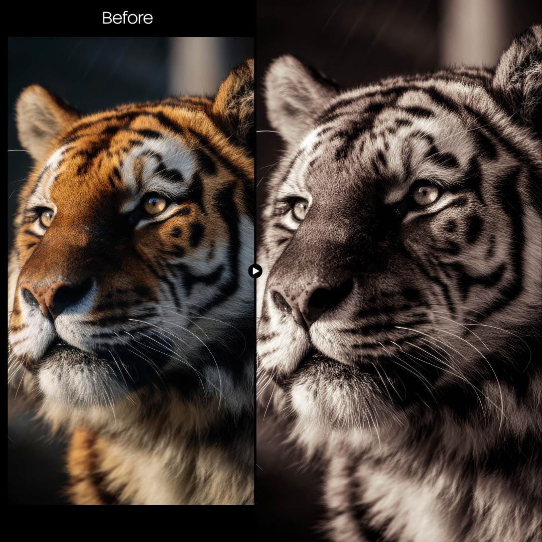 Mono Warm XMP presets color grading preview