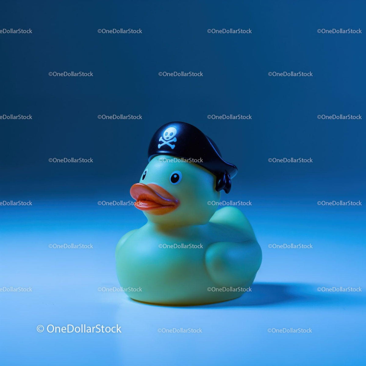 Yellow rubber duck wearing a black pirate hat with white skull on blue background