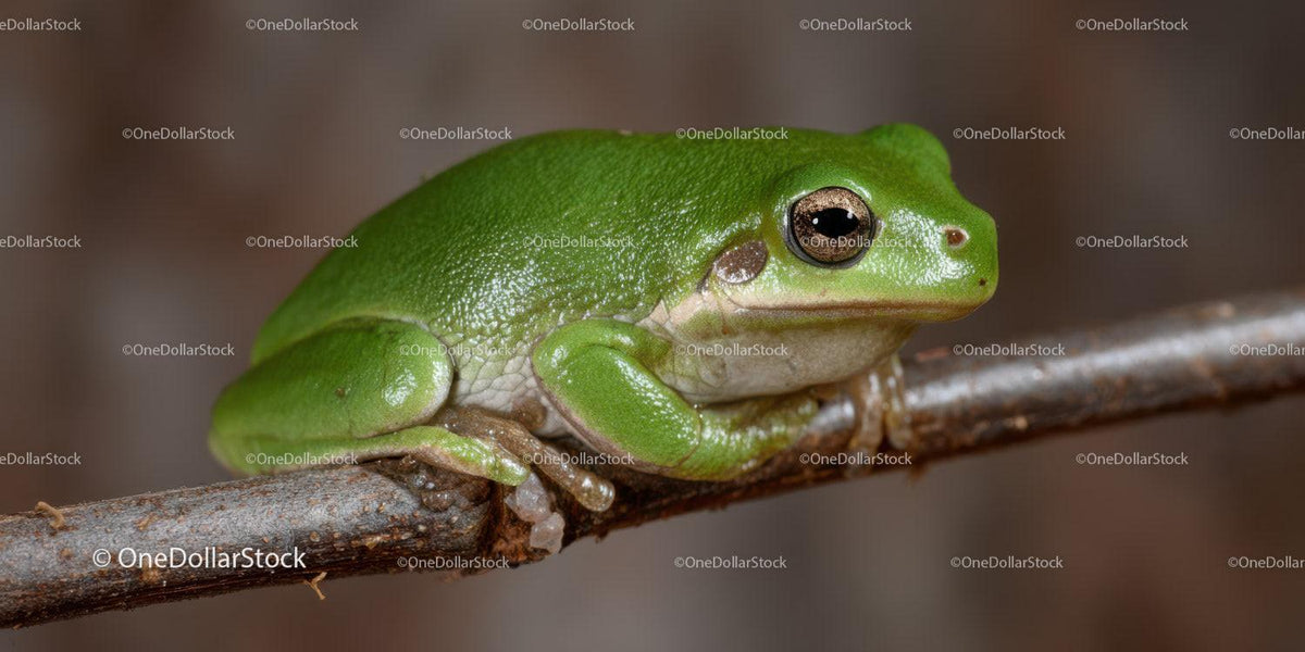 Close-up of a Vibrant Green Frog Sitting on a Branch