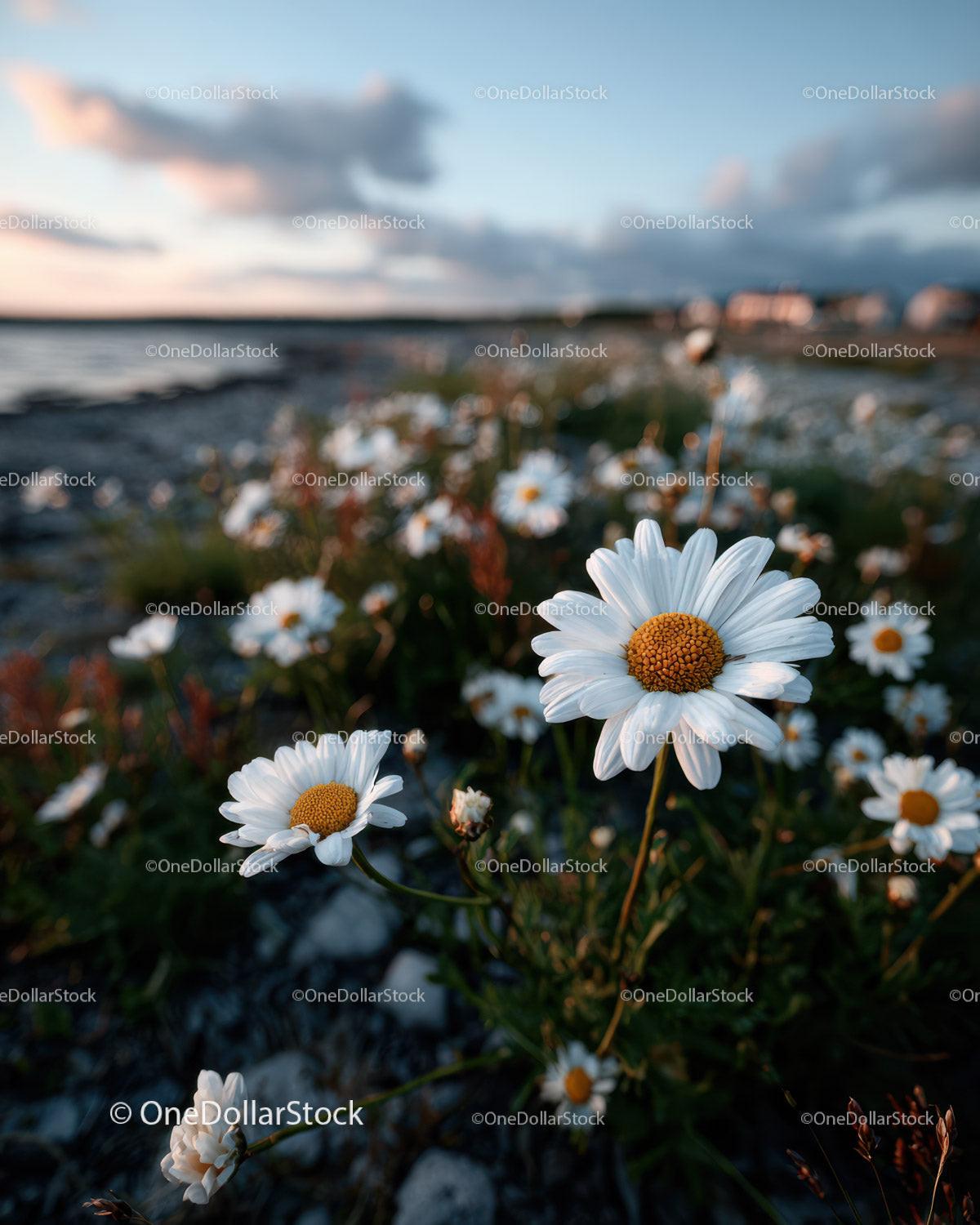 Wild Daisies Blooming in Meadow at Sunset Sky Stock Photo Bundle preview 13