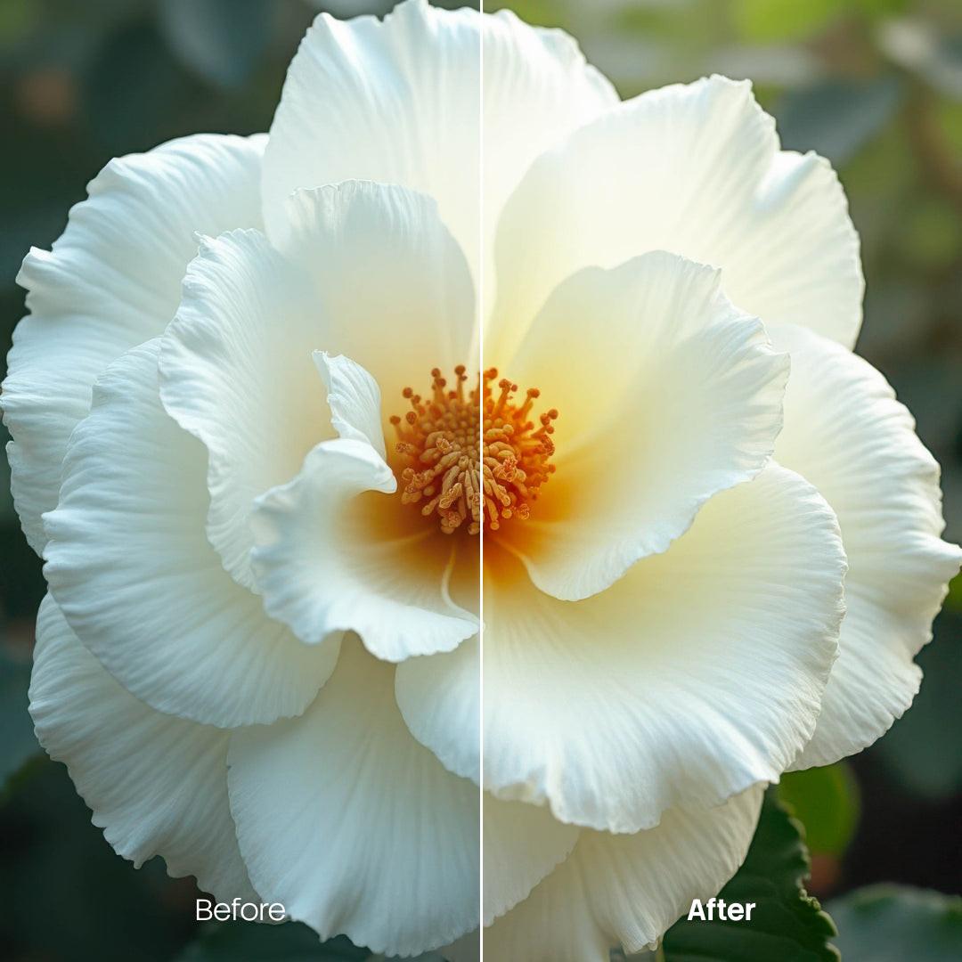 Before and after Flower Bloom Lightroom preset edit