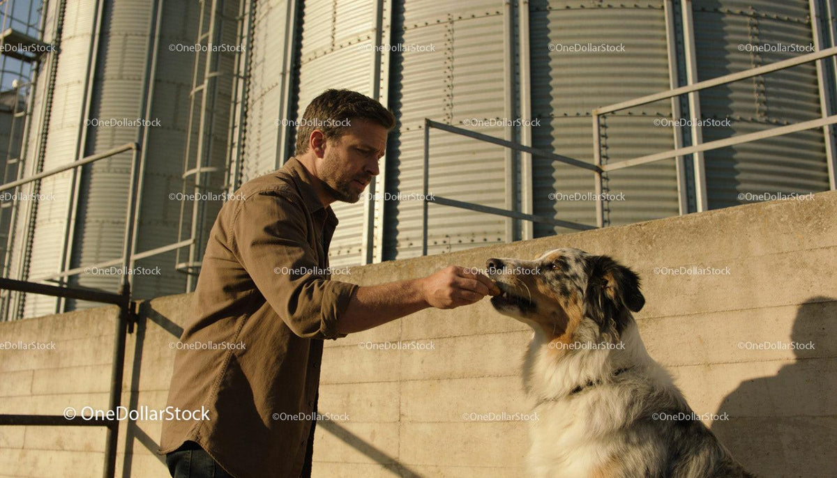 Man Feeding Australian Shepherd Dog Outdoors on Farm