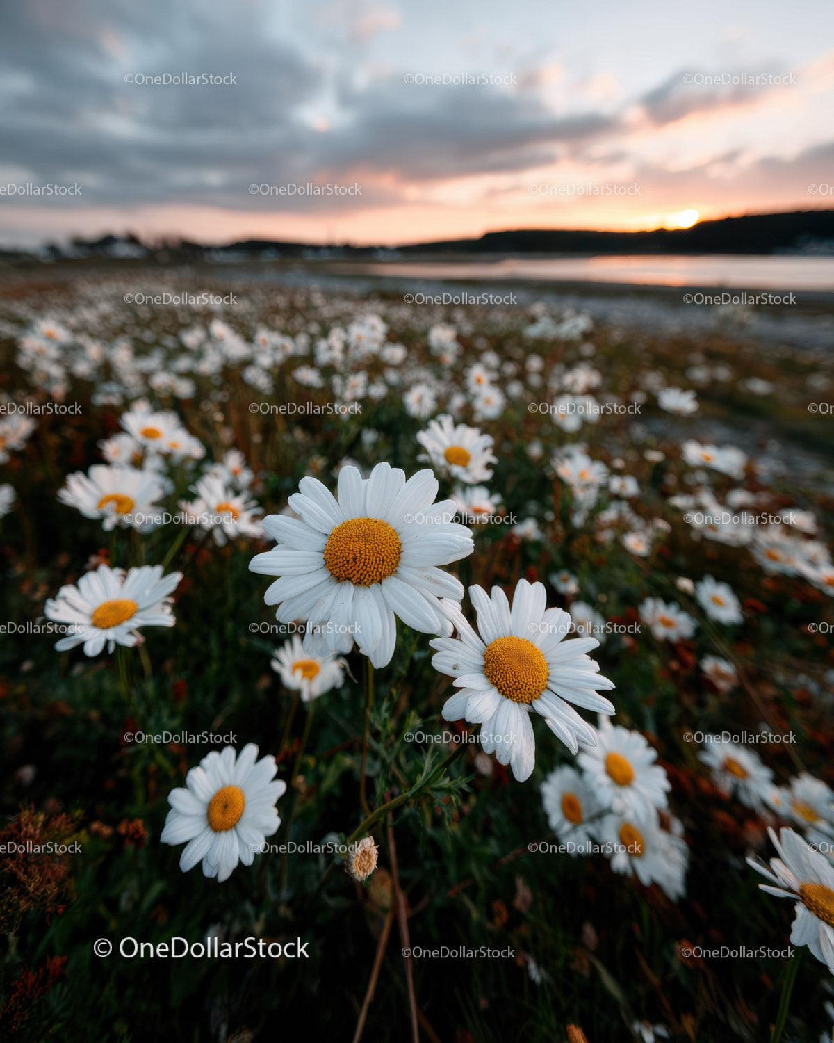 Wild Daisies Blooming in Meadow at Sunset Sky Stock Photo Bundle preview 28