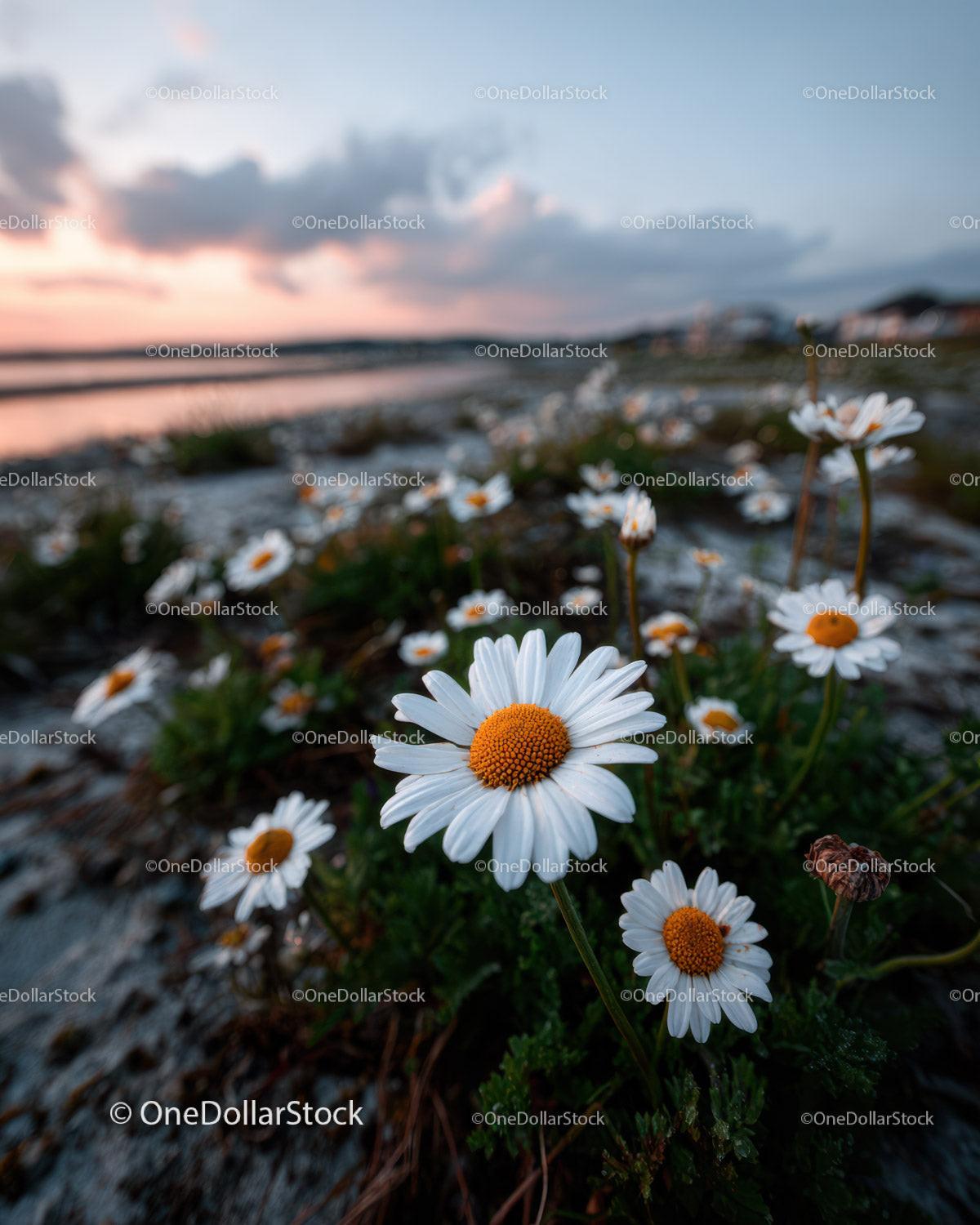 Wild Daisies Blooming in Meadow at Sunset Sky Stock Photo Bundle preview 11