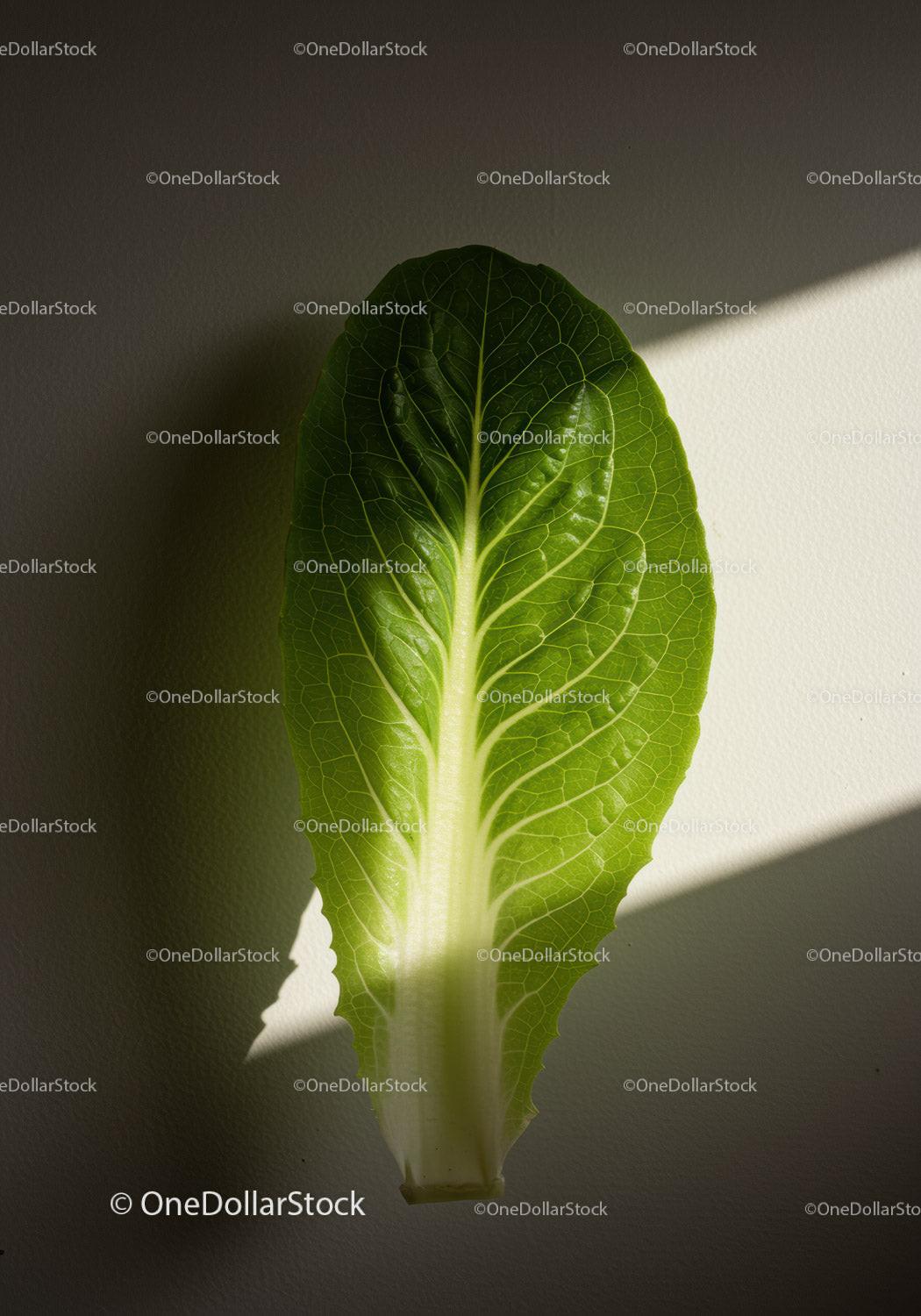 Fresh green lettuce leaf illuminated by natural light