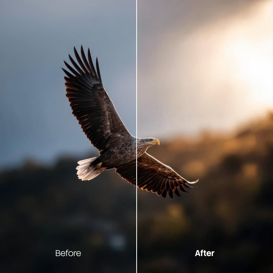 Before and after Wildlife LUT Pack effect