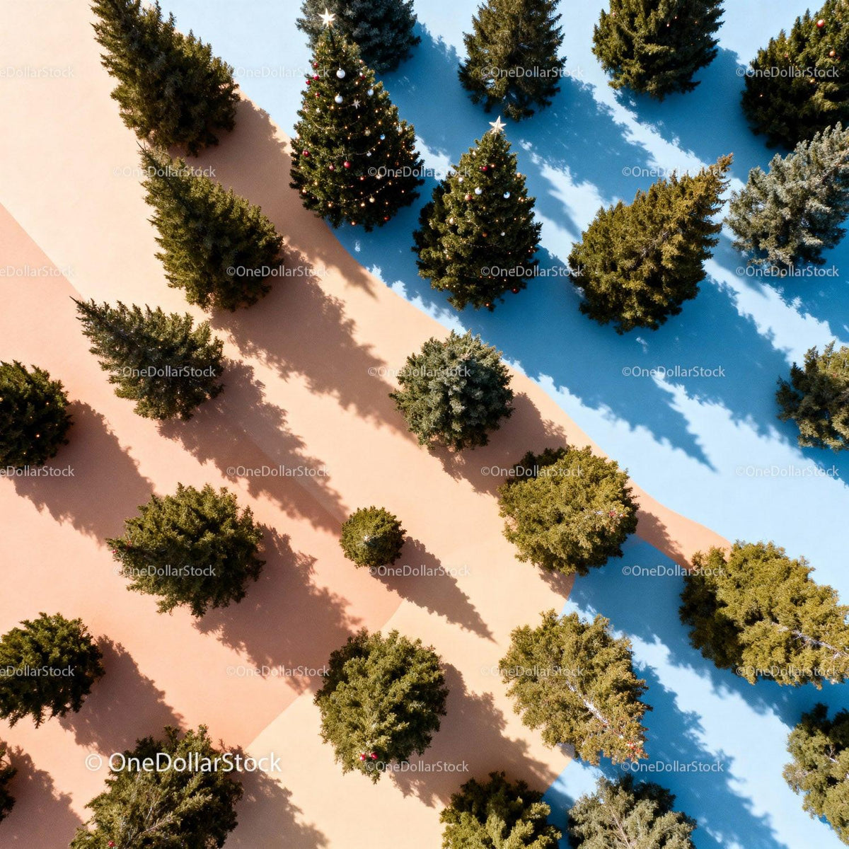 Overhead View of Outdoor Christmas Tree Display