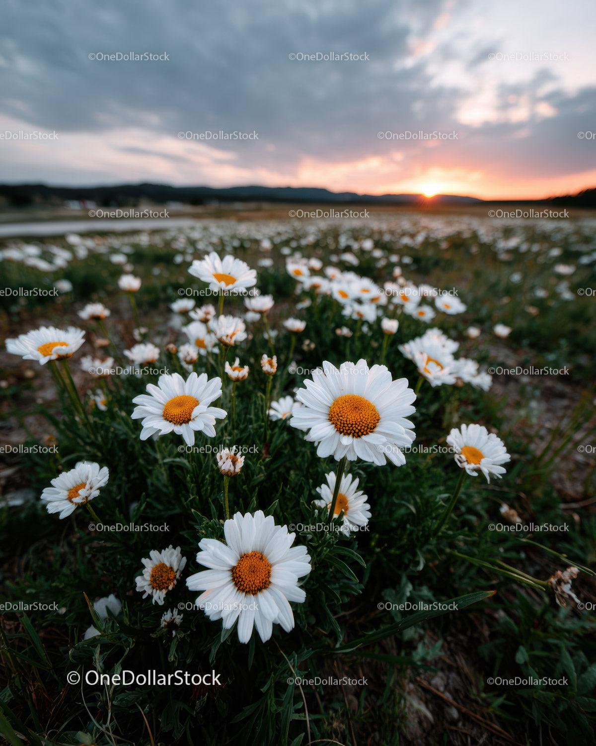 Wild Daisies Blooming in Meadow at Sunset Sky Stock Photo Bundle creative preview 4