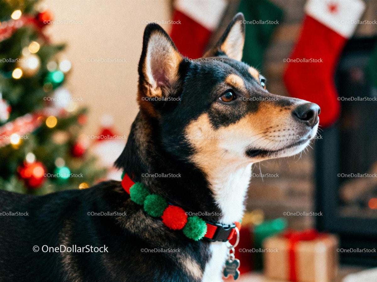 Alert dog wearing festive collar near Christmas tree