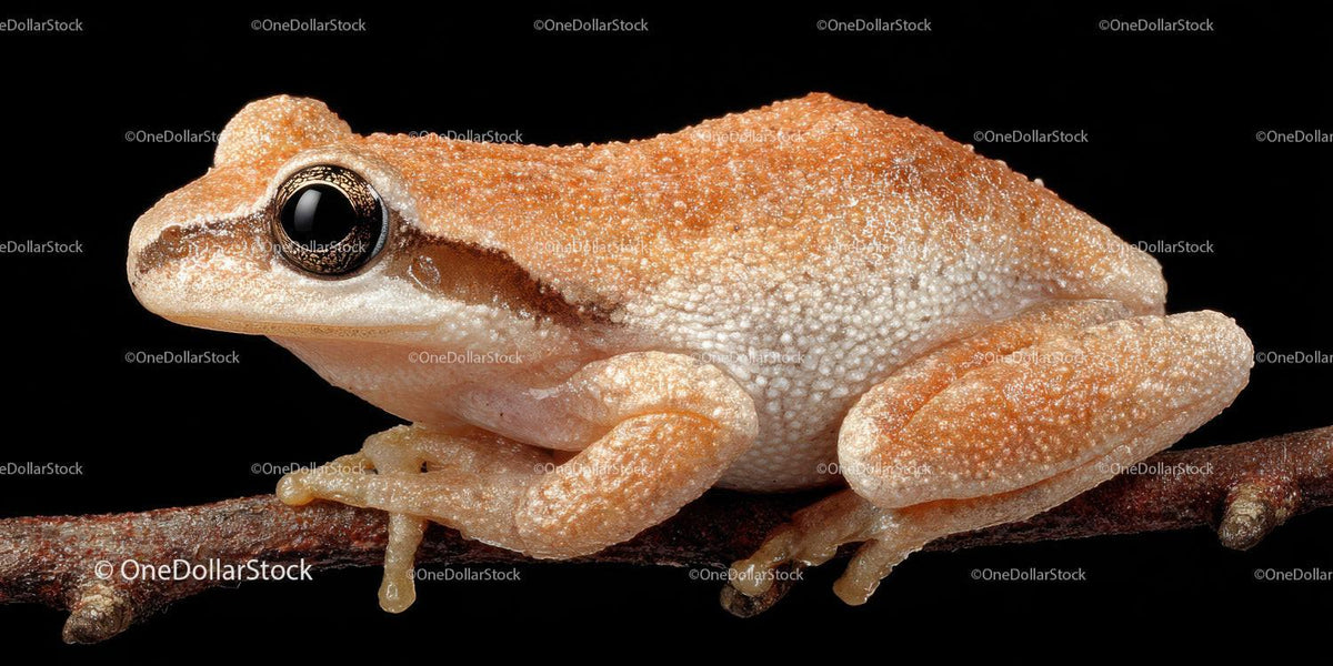 Close-up of a Tree Frog on Branch Showing Detailed Skin and Big Eyes