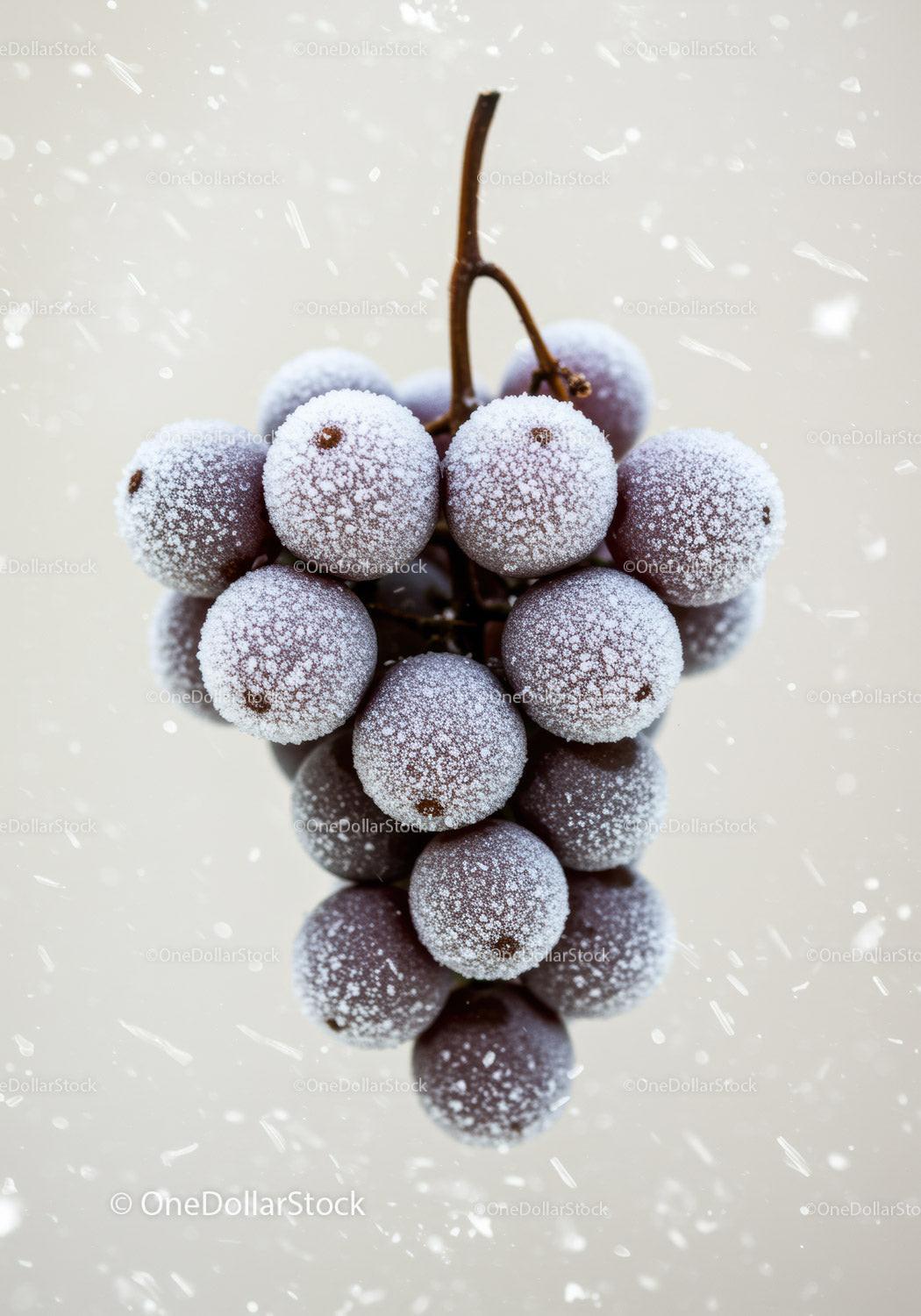 Close up of frosted grapes with icy sugar coating