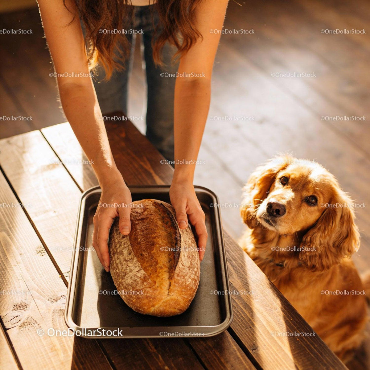 Golden retriever watching fresh baked bread on tray