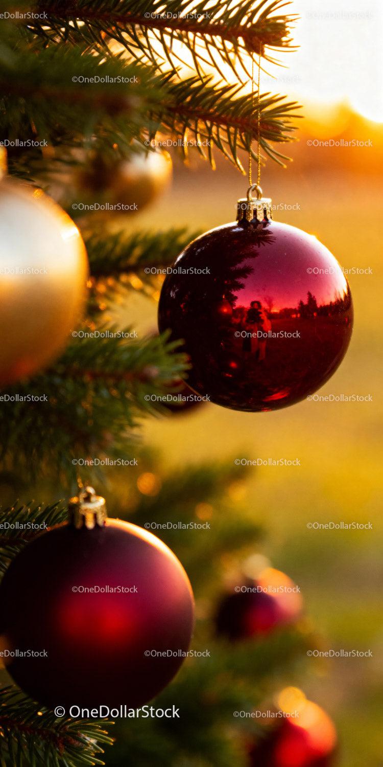 Red and Gold Christmas Ornaments on Pine Tree Branch