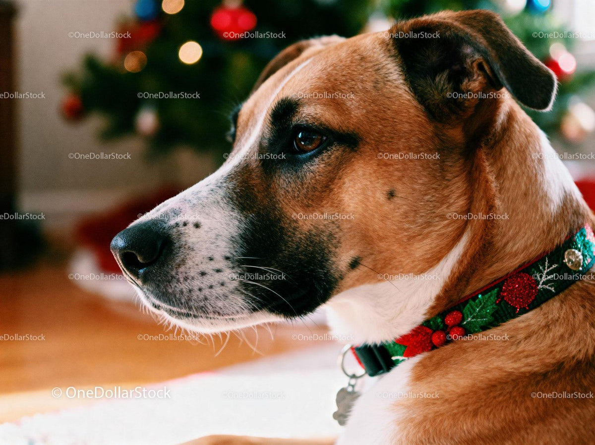 Calm dog with festive collar near Christmas tree lights