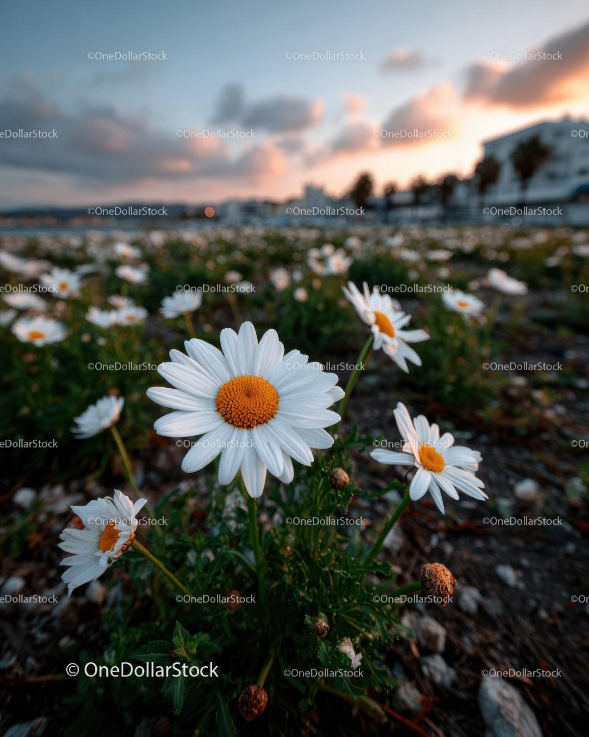 Wild Daisies Blooming in Meadow at Sunset Sky Stock Photo Bundle preview 23