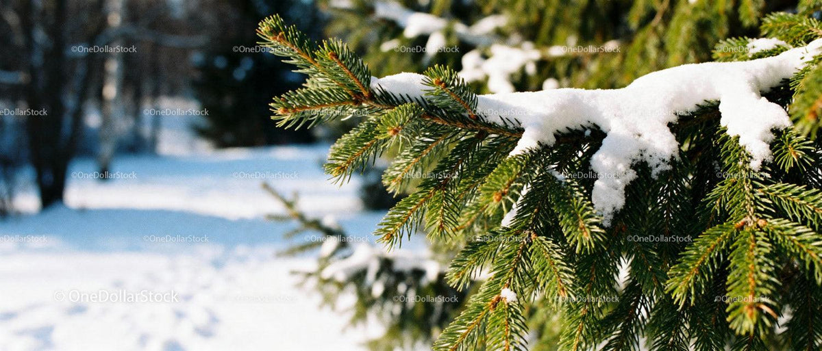 Snow-covered pine branches in serene winter forest