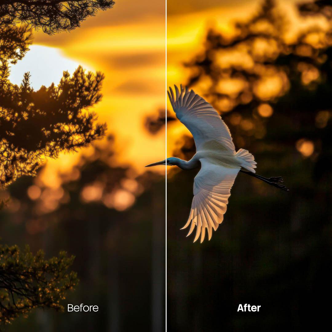 Wildlife XMP presets color grading preview