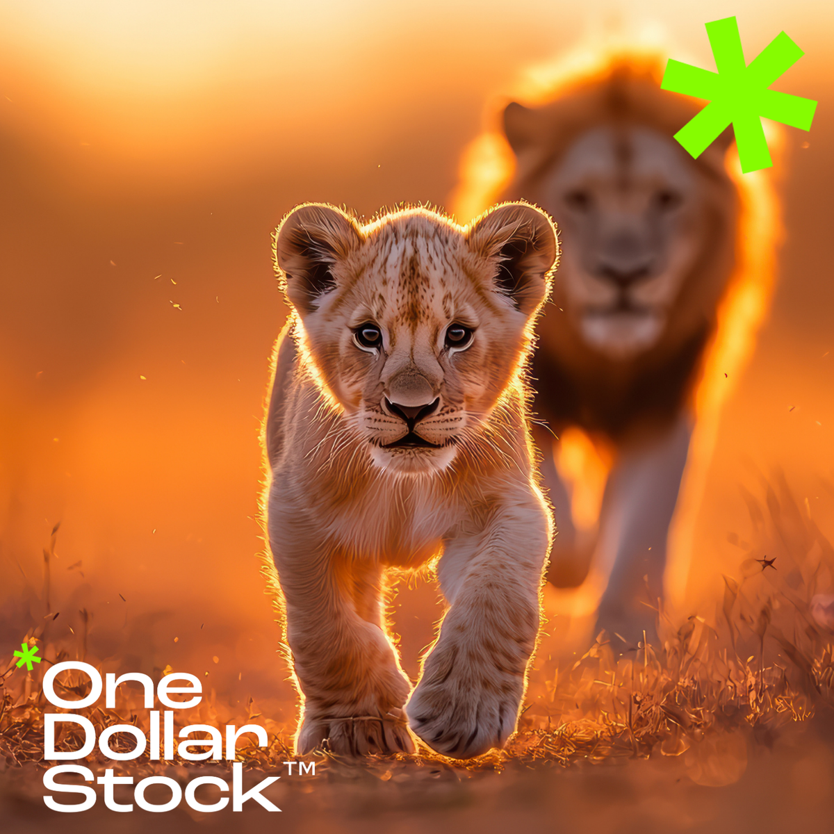 One Dollar Stock™ – od twórców do wielkiej skali