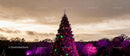 Decorated Christmas Tree Illuminated at Twilight Outdoors