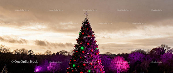 Decorated Christmas Tree Illuminated at Twilight Outdoors