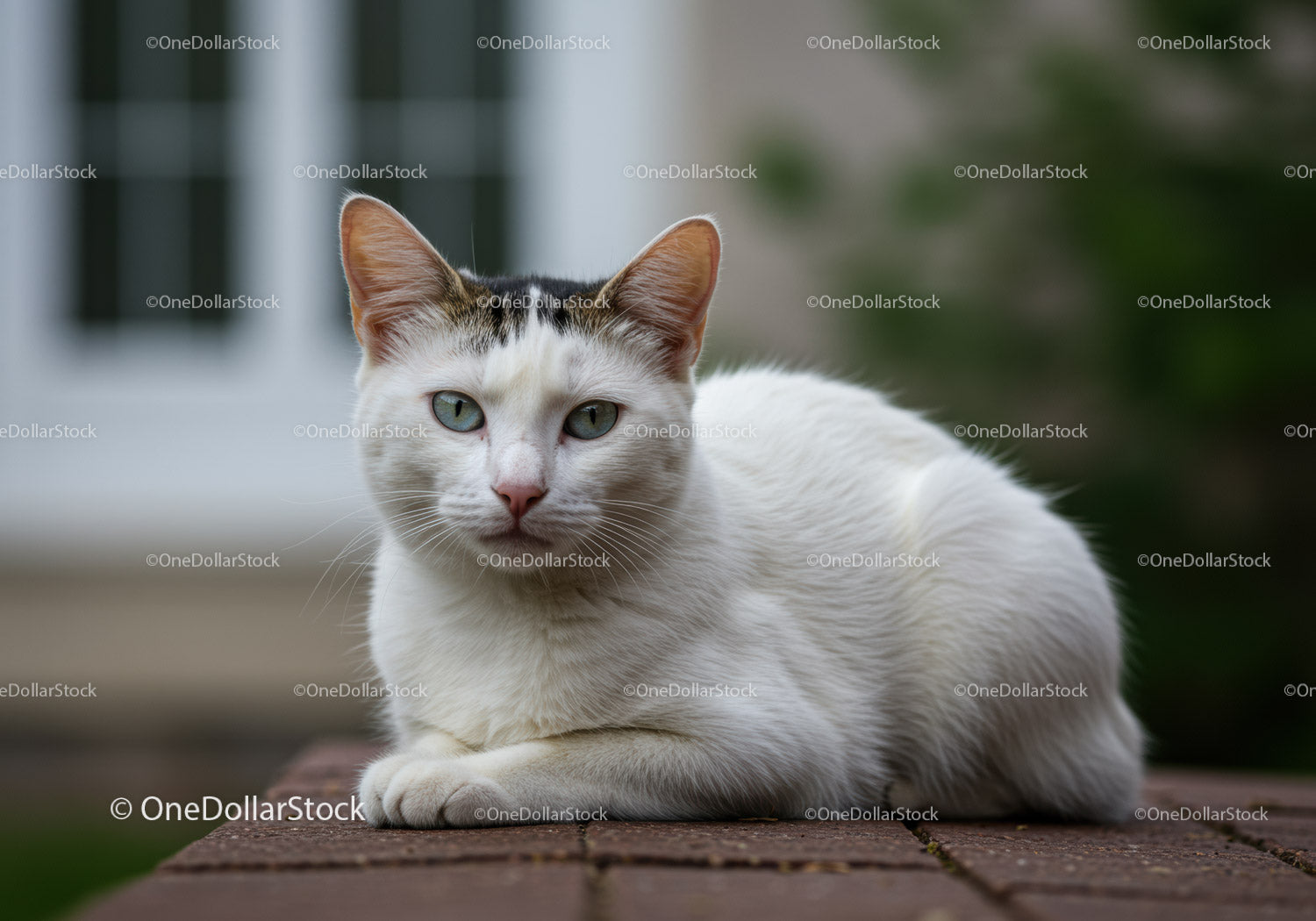 Calm white cat resting on outdoor brick surface