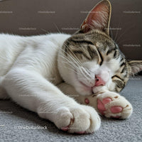 Peaceful tabby cat sleeping on soft carpet close up