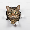 Curious tabby cat poking paw through torn paper