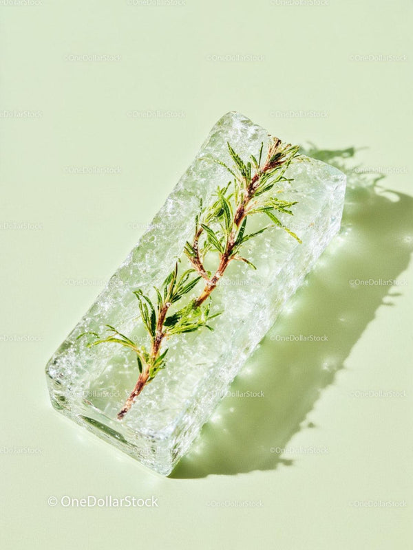 Green pine twig frozen in translucent ice block