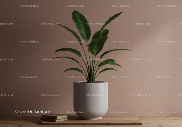 Green Tropical Plant in White Pot on Wooden Surface for Modern Interior