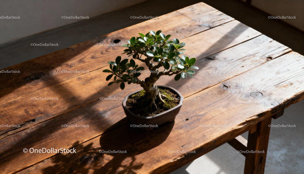 Małe drzewko bonsai rzucające cienie na rustykalnym drewnianym stole