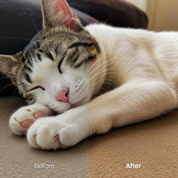 Before and after Pets Lightroom preset edit