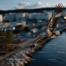 Majestic Flying Hawk Over Urban Waterfront During Sunset