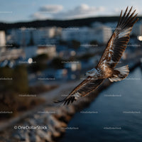 Majestic Flying Hawk Over Urban Waterfront During Sunset