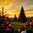 Outdoor Christmas Tree Lighting with Sunset Glow
